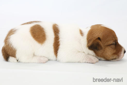 成約済の神奈川県のジャックラッセルテリア-240350の3枚目